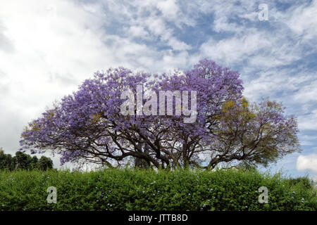 Arbre de jacaranda en fleurs dans le nord du pays de Kula, à Maui. Banque D'Images