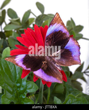 Saturne le amethystus amethystus Zeuxidia (papillon) sur Daisy Gerbera rouge Banque D'Images