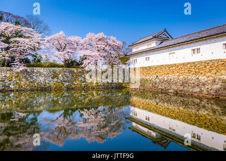 Akita, Japon à Hikone Casle dans la saison du printemps. Banque D'Images