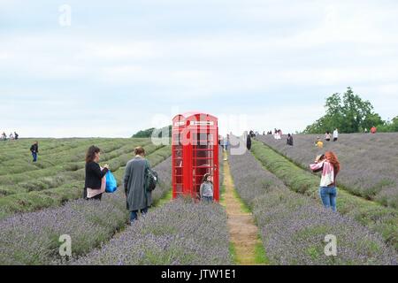 And Banstead, Surrey, UK. 10 août, 2017. Les visiteurs appréciant Mayfield Lavender Farm sur un jour nuageux et couvert. Credit : claire doherty/Alamy Live News Banque D'Images