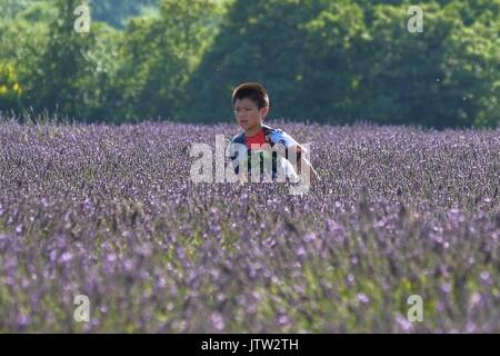 And Banstead, Surrey, UK. 10 août, 2017. Les visiteurs appréciant Mayfield Lavender Farm sur un jour nuageux et couvert. Crédit:claire doherty Alamy/Live News. Banque D'Images