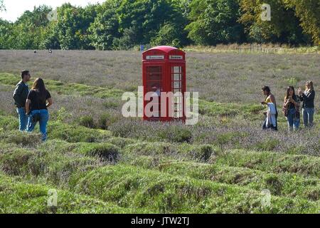 And Banstead, Surrey, UK. 10 août, 2017. Les visiteurs appréciant Mayfield Lavender Farm sur un jour nuageux et couvert. Crédit:claire doherty Alamy/Live News. Banque D'Images