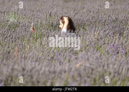 And Banstead, Surrey, UK. 10 août, 2017. Une femme prend un à selfies Mayfield Lavender Farm. Crédit:claire doherty Alamy/Live News. Banque D'Images