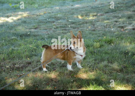 Un Welsh Corgi Pembroke chiot à l'extérieur dans la nature Banque D'Images