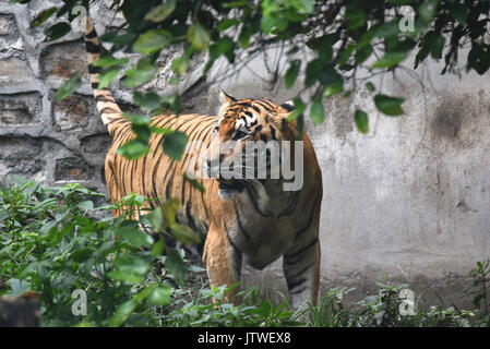 Le Royal tigre du Bengale (Panthera tigris tigris) Banque D'Images