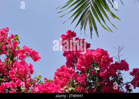 Fleurs de bougainvilliers à Santa Cruz de Tenerife, Canaries, avec un ciel bleu en arrière-plan Banque D'Images