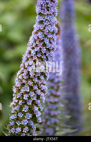 Echium candicans ou la fierté de Madère Banque D'Images