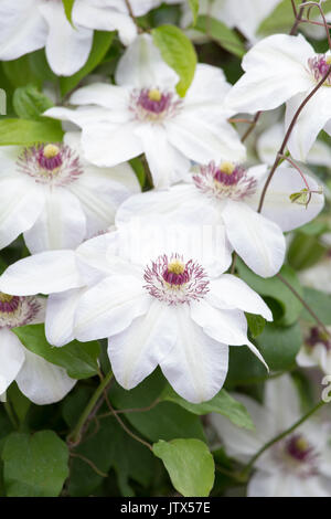 Clematis 'Miss Bateman' Banque D'Images