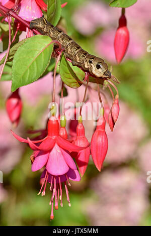 Chenille de Moth Hawk d'Elephant (Deilephila elpenor) alimentation sur une plante de fuchsia Banque D'Images