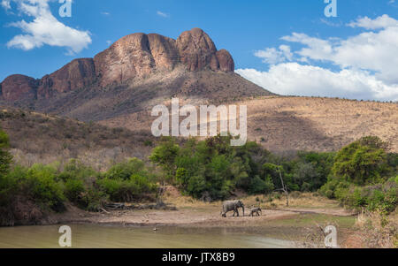 Une femelle éléphant avec son veau dans un grand trou d'eau au-dessous du Massif du Waterberg dans le parc national de Marakele, province du Limpopo Banque D'Images