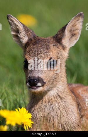 Chevreuil, Capreolus capreolus, Portrait de Foan avec fleurs, Normandie Banque D'Images