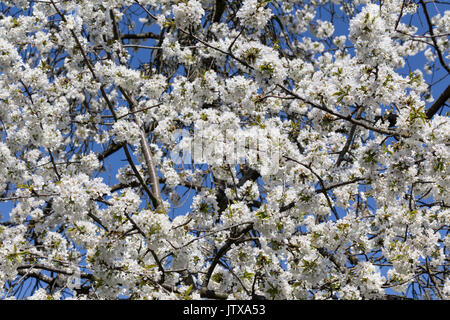 Fleurs et fleurs colorées au printemps suisse. Riehen, canton de Bâle-ville, Suisse. Banque D'Images