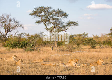 Troupe de lions (Panthera leo) reposant en fin d'après-midi Banque D'Images