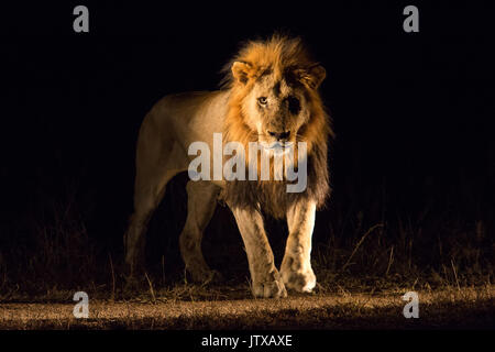 Male lion (Panthera leo) debout face à l'appareil photo de nuit Banque D'Images