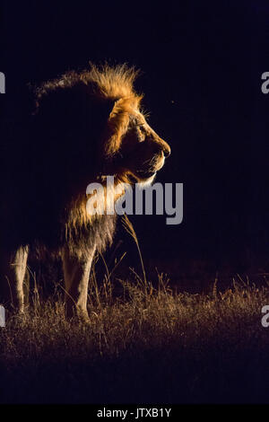 Profil d'un côté à allumé Male lion (Panthera leo) dans la nuit Banque D'Images