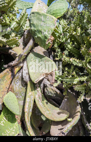 Graffitis sur les feuilles d'un cactus, Lanzarote, Playa Blanca 2017 Banque D'Images