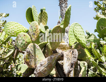 Graffitis sur les feuilles d'un cactus, Lanzarote, Playa Blanca 2017 Banque D'Images