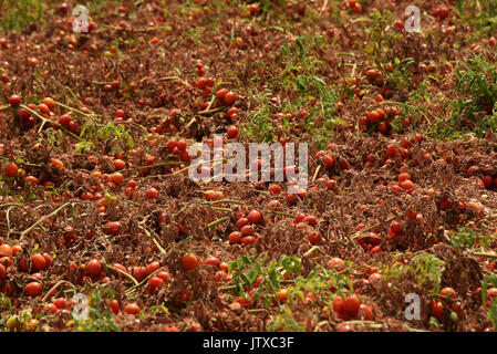 La récolte des cultures de tomates pour la production de pâte de tomate à l'usine 'APK' Astrakhanskiy dans la région d'Astrakhan de Russie Banque D'Images