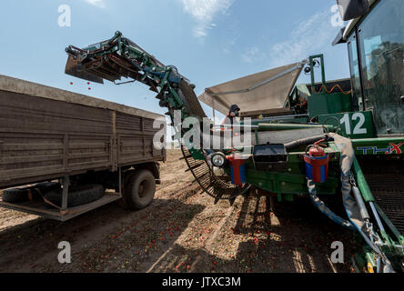 La récolte des cultures de tomates pour la production de pâte de tomate à l'usine 'APK' Astrakhanskiy dans la région d'Astrakhan de Russie Banque D'Images