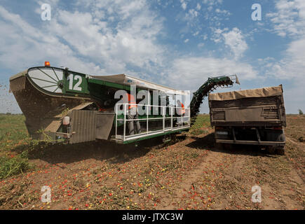 La récolte des cultures de tomates pour la production de pâte de tomate à l'usine 'APK' Astrakhanskiy dans la région d'Astrakhan de Russie Banque D'Images