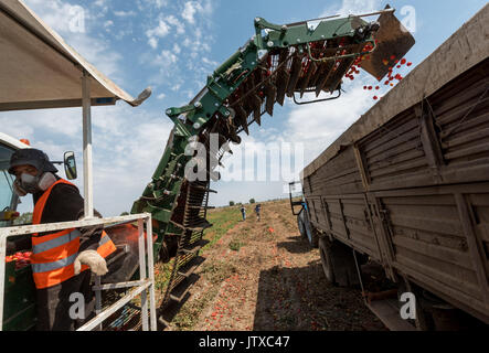 La récolte des cultures de tomates pour la production de pâte de tomate à l'usine 'APK' Astrakhanskiy dans la région d'Astrakhan de Russie Banque D'Images