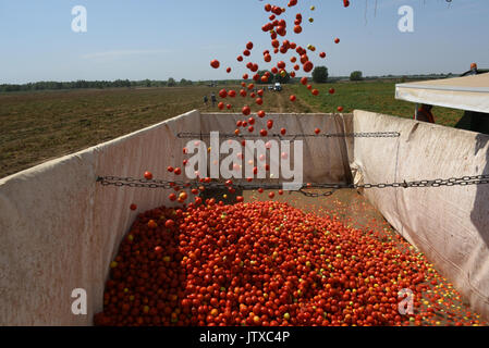 La récolte des cultures de tomates pour la production de pâte de tomate à l'usine 'APK' Astrakhanskiy dans la région d'Astrakhan de Russie Banque D'Images