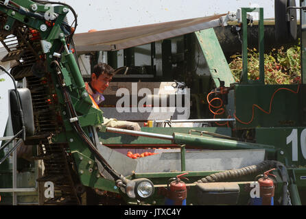 La récolte des cultures de tomates pour la production de pâte de tomate à l'usine 'APK' Astrakhanskiy dans la région d'Astrakhan de Russie Banque D'Images