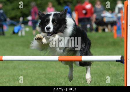 Un Border Collie en concurrence dans le Kennel Club Agility International Festival au château de Rockingham à Market Harborough. Banque D'Images