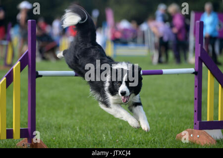 Un Border Collie en concurrence dans le Kennel Club Agility International Festival au château de Rockingham à Market Harborough. Banque D'Images