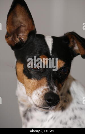 Sparky Banque D'Images