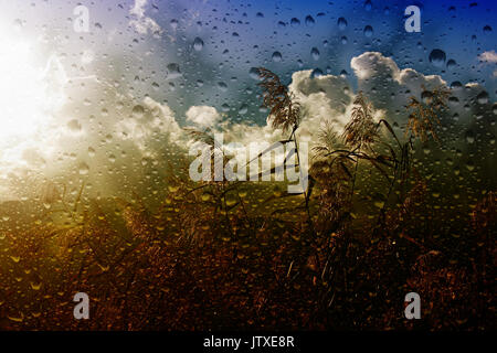 À travers une fenêtre avec gouttes de Misty au pampas grass dans une douche de pluie d'été Banque D'Images