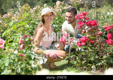 Happy young couple avec jardin Outils de travailler ensemble au jardin des roses Banque D'Images