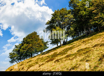 L'ancienne forêt de hêtres sur une pente gazonnée. beau début d'automne contre un ciel bleu avec des nuages énormes Banque D'Images