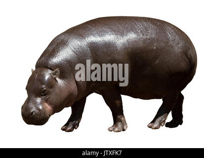 Femme Hippopotame (Hippopotamus amphibius). Isolated over white Banque D'Images