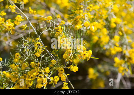 D'Argent en fleurs au printemps Cassia Banque D'Images