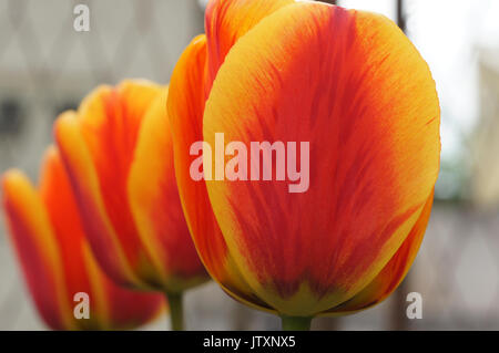 Gros plan tulipes Banque D'Images