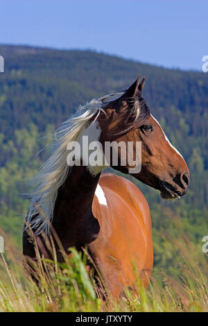 Pinto Horse Gelding debout dans prairie subalpine, gros plan portrait Banque D'Images