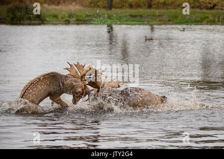 Les jeunes daims mâles en rut dans l'étang à Bushy Park Banque D'Images