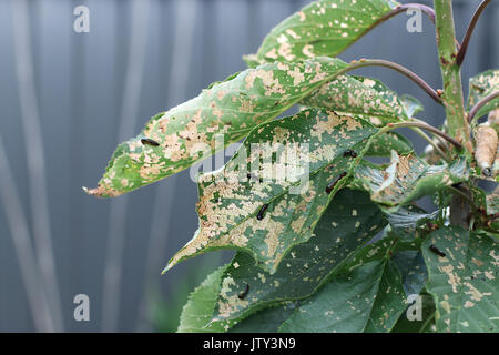 Poire et Cherry slug ver sur Cherry leaf Banque D'Images