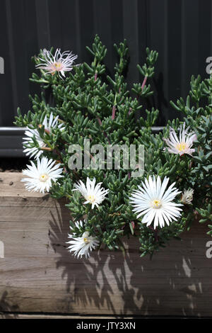 Porc blanc visage de fleurs ou mesembryanthemum , usine à glace, fleurs en pleine floraison de marguerites livingstone Banque D'Images