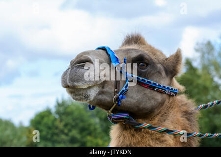 Portrait d'un chameau de Bactriane (Camelus bactrianus) portant un petit Banque D'Images