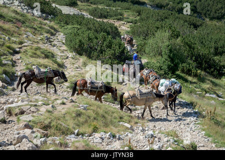 Chevaux avec charge en montagne de Rila, Bulgarie Banque D'Images