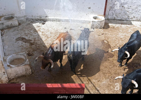 Le refroidissement à l'eau douce pour les taureaux dans le stable au cours de l'été, l'Andalousie, Espagne Banque D'Images