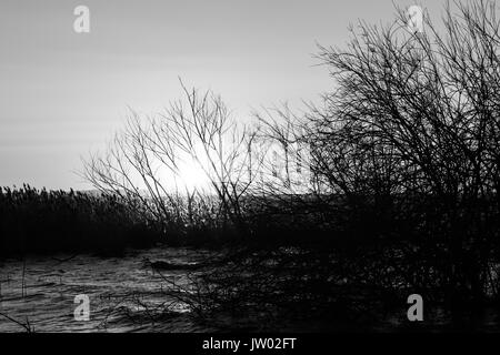 Certains arbres squelettiques silhouettes sur un lac, avec du soleil bas sur l'horizon Banque D'Images
