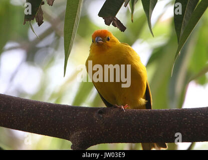 Hommes sud-américain (Sicalis flaveola Saffron Finch), originaire de l'ensemble du bassin amazonien. Banque D'Images