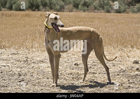 Pure race espagnol Greyhound, Andalousie, Espagne Banque D'Images