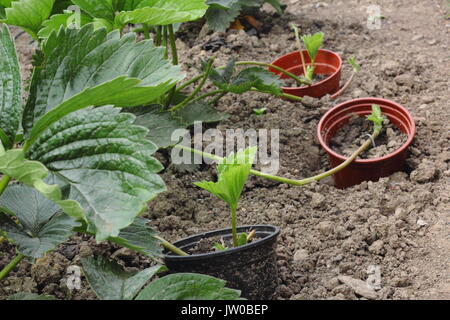 Porteur d'une saine, mature fraisier sont chevillés en pots enfoncées dans la terre pour propager les nouvelles usines dans un anglais cuisine jardin,UK Banque D'Images