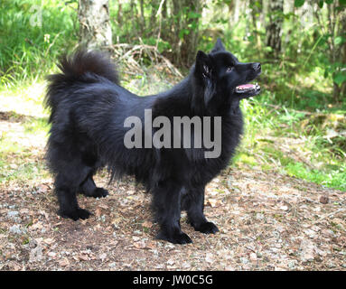 Lapphund suédois 2011 Banque D'Images