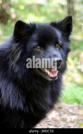 Lapphund suédois 2011 Banque D'Images