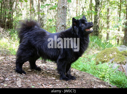 Lapphund suédois 2011 Banque D'Images